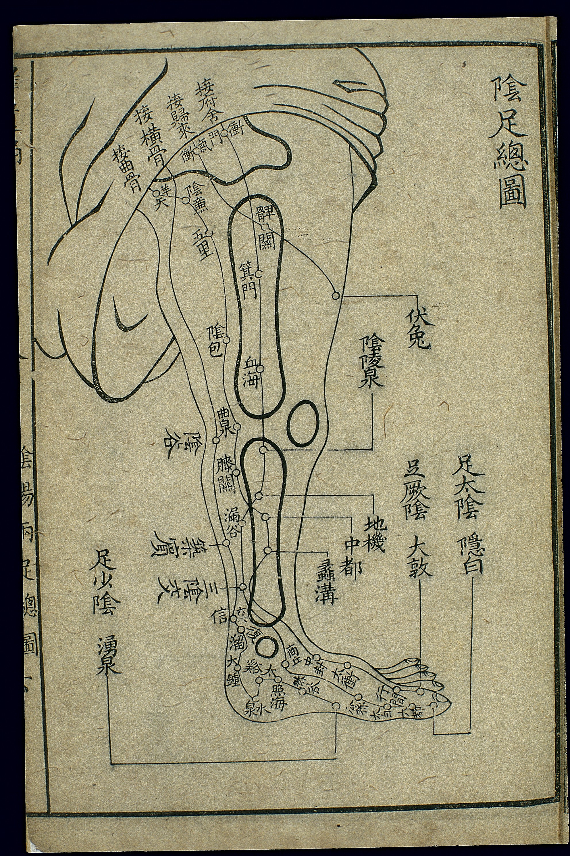 足三陰經腧穴表